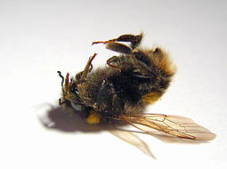 تاثیر سوء امواج تلفن همراه بر زنبورعسل