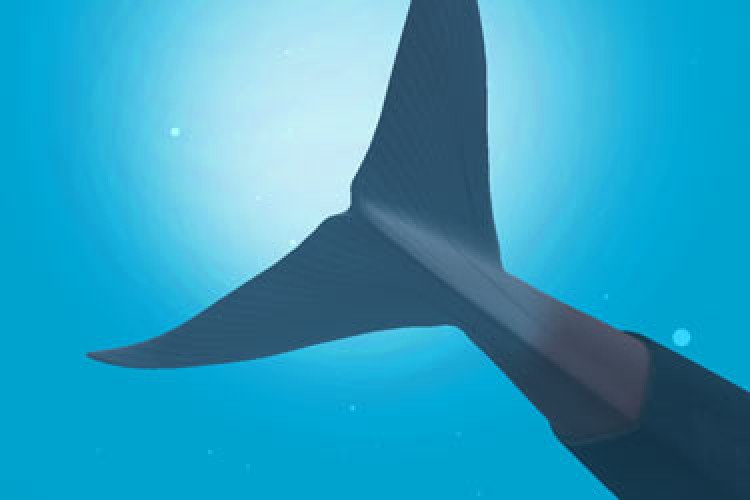 پای نهنگ آبی به ایران باز می‌شود؟