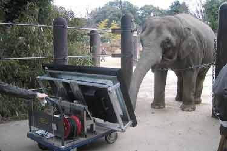 این فیل با تبلت کار می‌کند!