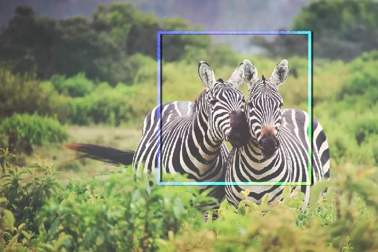 استفاده از هوش مصنوعی برای نظارت بر نحوه نگه‌داری حیوانات