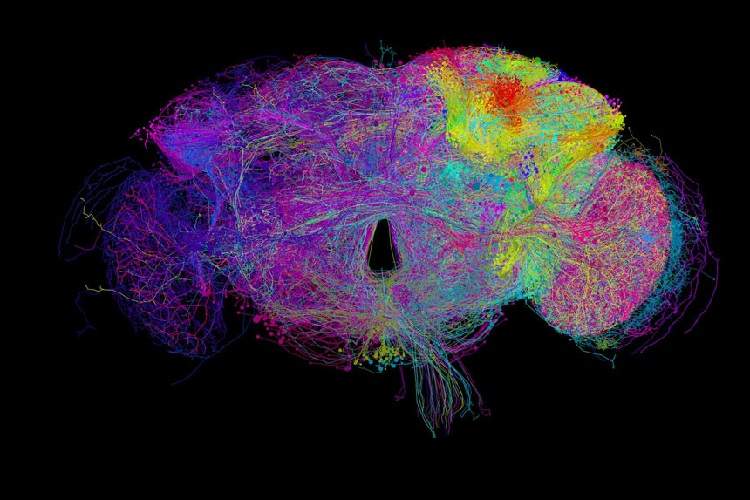 انتشار باکیفیت‌‌ترین نقشه اتصالات مغزی توسط گوگل