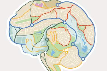 انتشار باکیفیت‌‌ترین نقشه اتصالات مغزی توسط گوگل