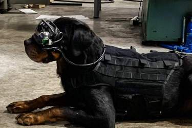 تجهیز سگ‌های ارتش آمریکا به عینک واقعیت افزوده