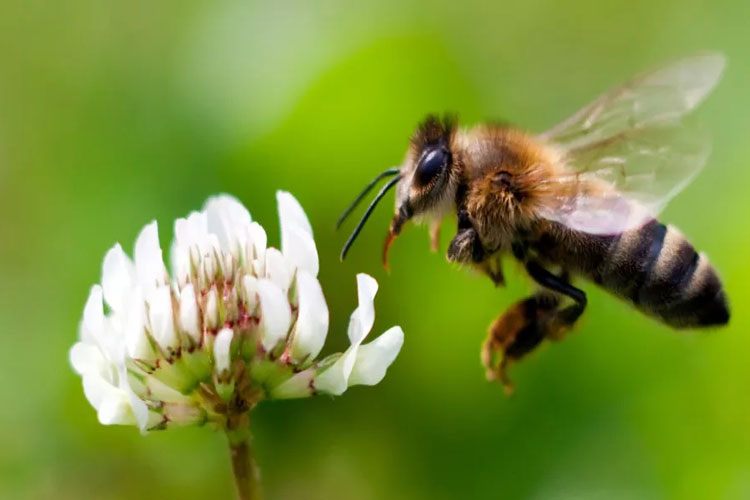 آیا زنبورها پس از نیش زدن، واقعاً می‌میرند؟