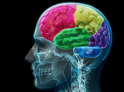 چه چیز موجب تفاوت عملکرد مغزها می‌شود؟