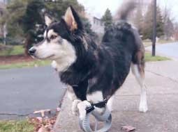 زندگی جدید سگ معلول با فناوری چاپ سه بعدی