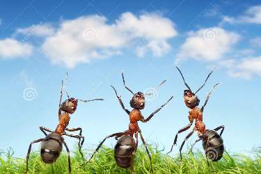 مورچه‌ها از آسمان به‌عنوان قطب‌نما استفاده می‌کنند