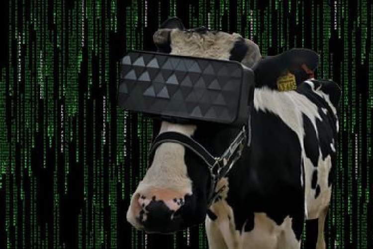 احتمال افزایش شیردهی گاوها با فناوری واقعیت مجازی