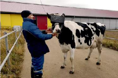احتمال افزایش شیردهی گاوها با فناوری واقعیت مجازی