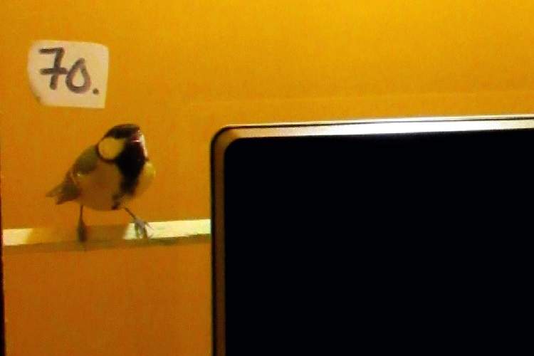 پرندگان با دیدن تلویزیون می‌توانند روش به دست آوردن غذا را یاد بگیرند