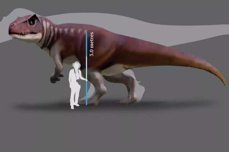 کشف یکی از بزرگ‌ترین گونه‌های ناشناخته دایناسور توسط دانشمندان