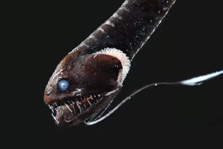 کشف راز بسیار ویژه ماهی‌های حاضر در اعماق تاریک اقیانوس توسط دانشمندان