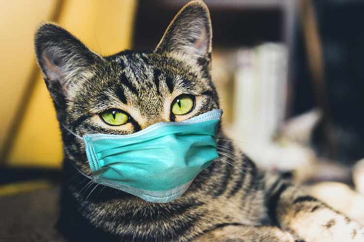 ابتلای عجیب گربه‌ها به ویروس کرونا!