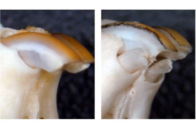 یافته جدید محققان ژاپنی برای رشد مجدد دندان‌ها