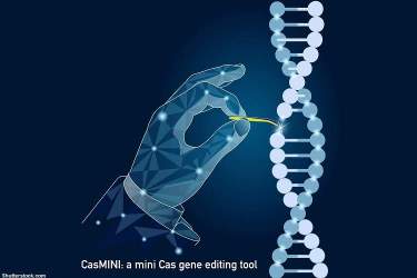 استنفورد سیستم ویرایش ژنی CasMINI را ایجاد کرد