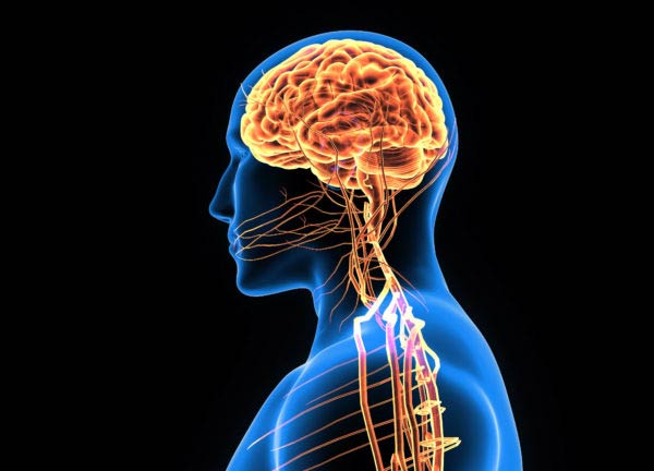 دانشمندان نحوه پیوند و ارتباط میان ذهن و بدن را در مغز انسان شناسایی کردند