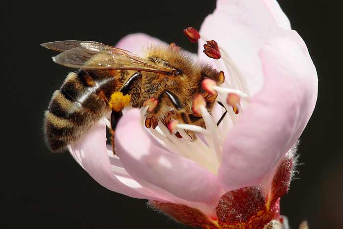 1200px Bee pollinating peach flower