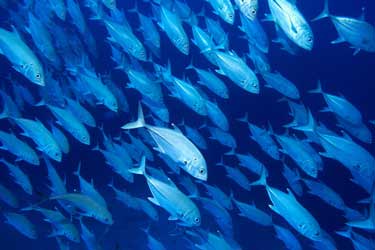گرمایش جهانی ماهی‌ها را به سمت آب‌های سردتر رانده است