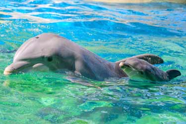 دلفین‌های مادر برای تماس با فرزندانشان با آن‌ها بچگانه حرف می‌زنند