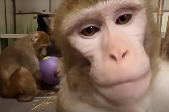 ایلان ماسک: میمون‌هایی که در مغزشان تراشه نورالینک کاشته شد «درحال مرگ» بودند