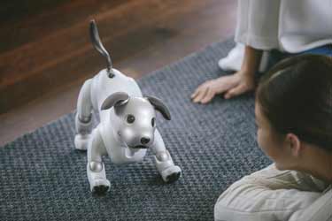 آیا ربات‌های مجهز به هوش مصنوعی جایگزین سگ و گربه خانگی می‌شوند؟