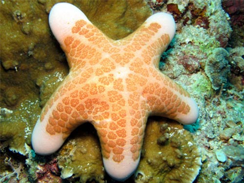 ستاره دریایی: موجودی که بدون تنه در دریا شناور است