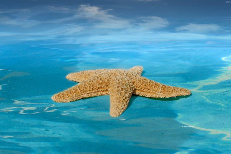 ستاره دریایی: موجودی که بدون تنه در دریا شناور است