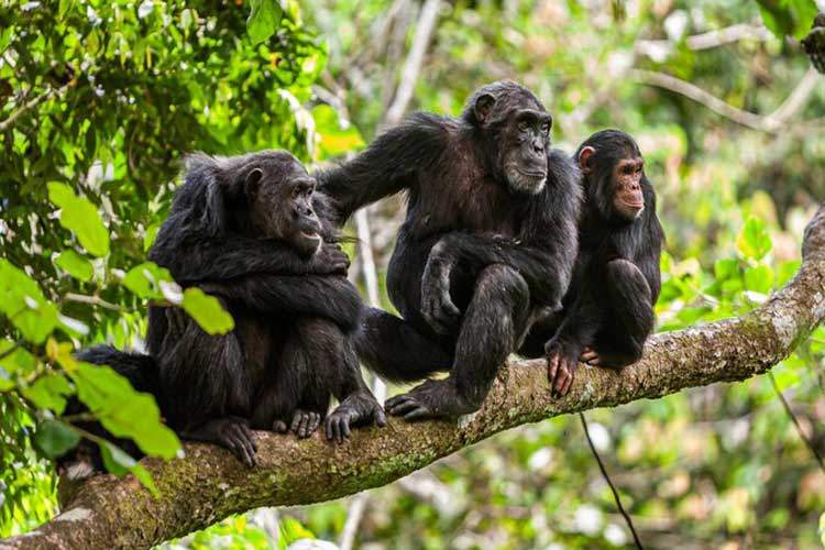 میمون‌ها دوستانشان را حتی بعد از چند دهه می‌شناسند