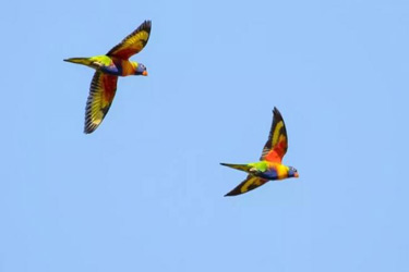 سقوط ناگهانی طوطی‌های رنگی در آسمان استرالیا + تصویر