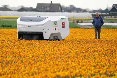 استفاده از ربات ۱۸۵ هزار یورویی هوش مصنوعی در پرورش لاله‌های سالم